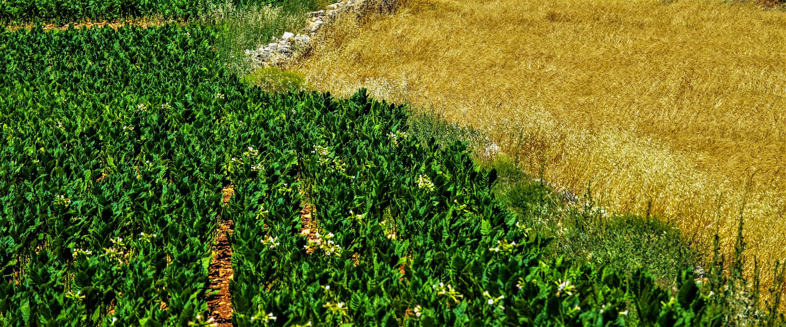 Aerial view of farmland patterns