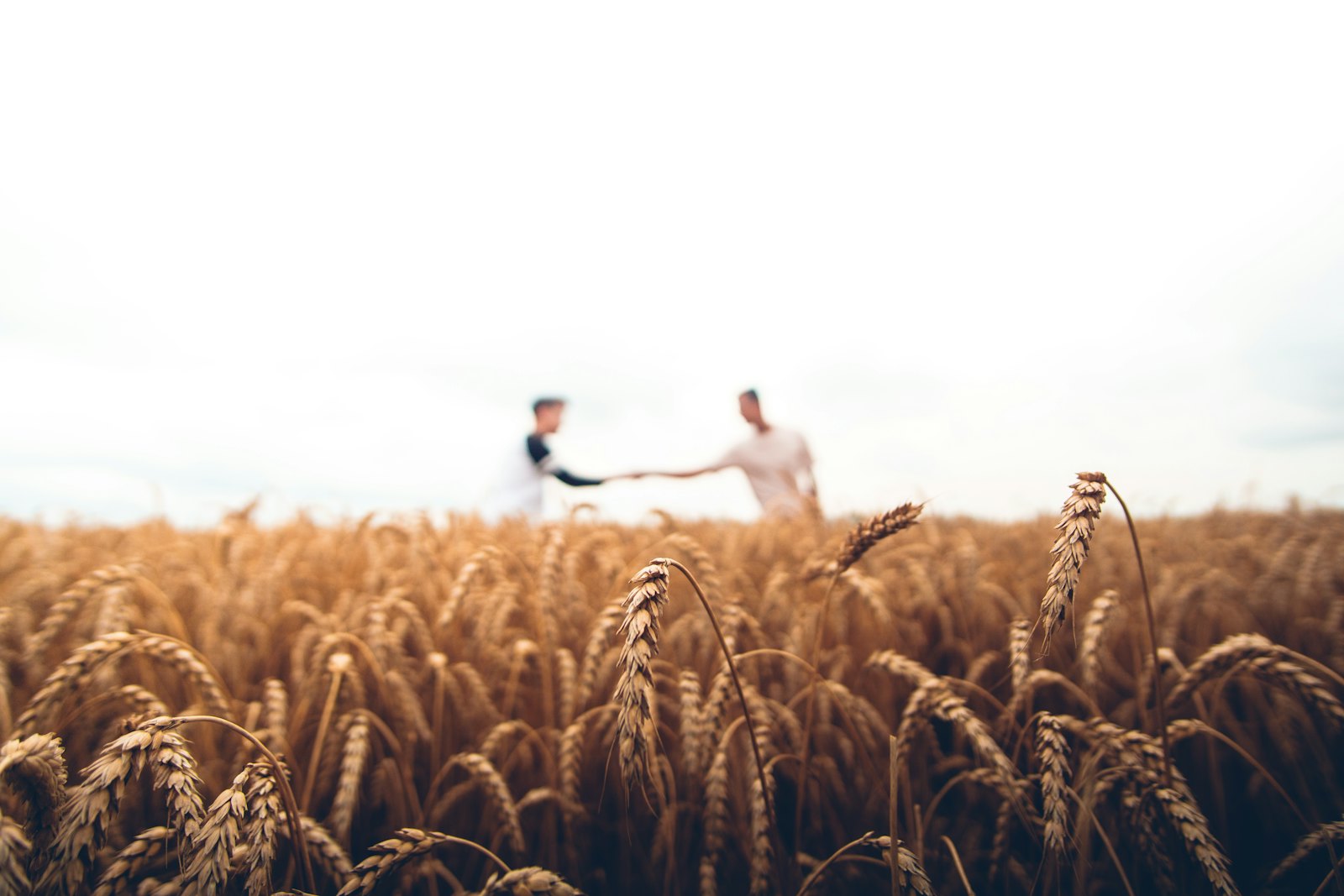Golden field at dusk