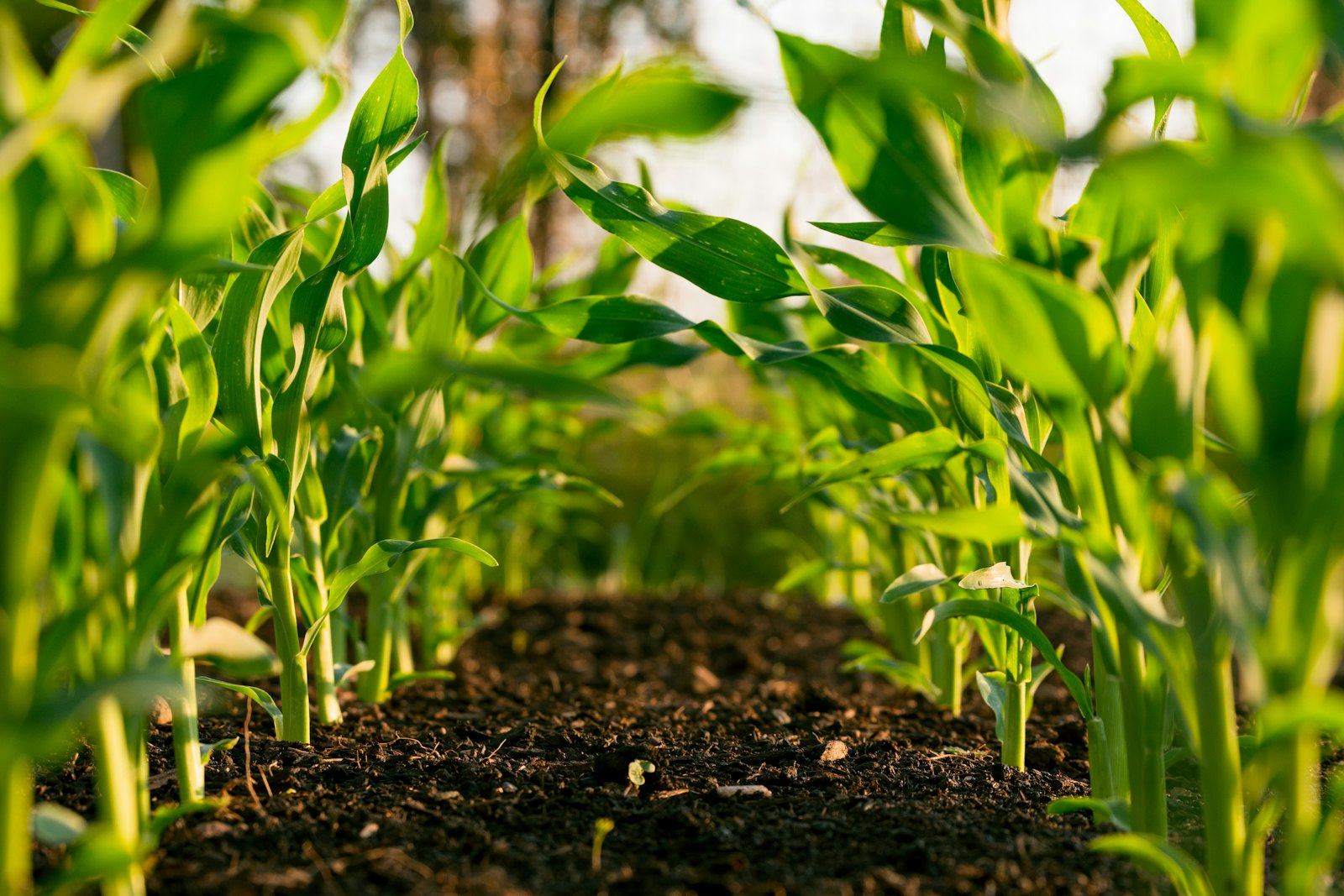 Young crop rows growing