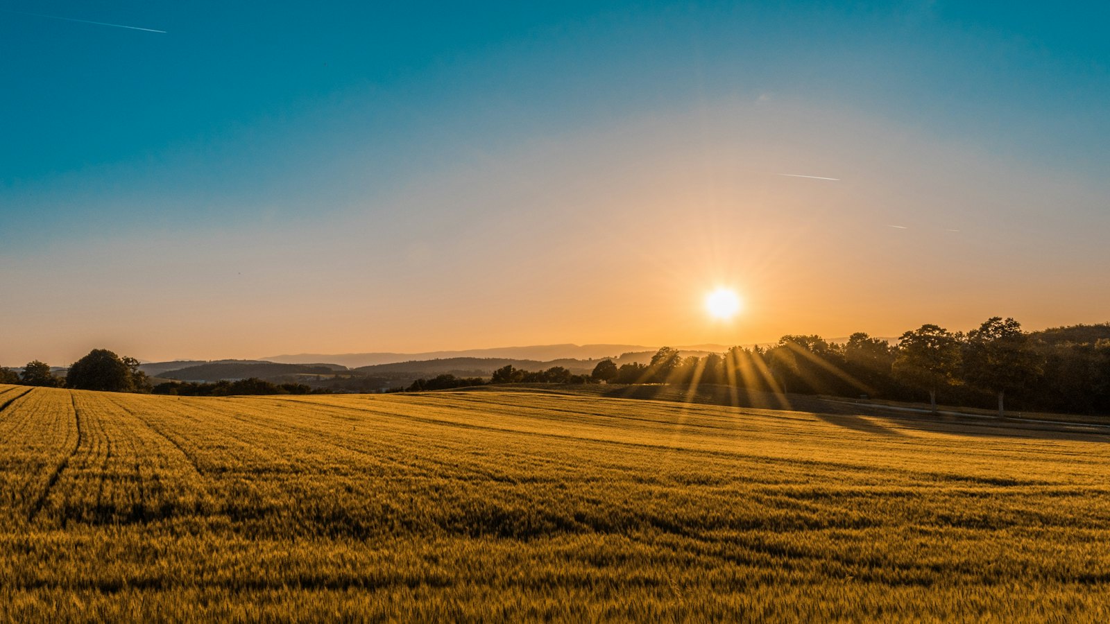 Golden harvest field at sunrise