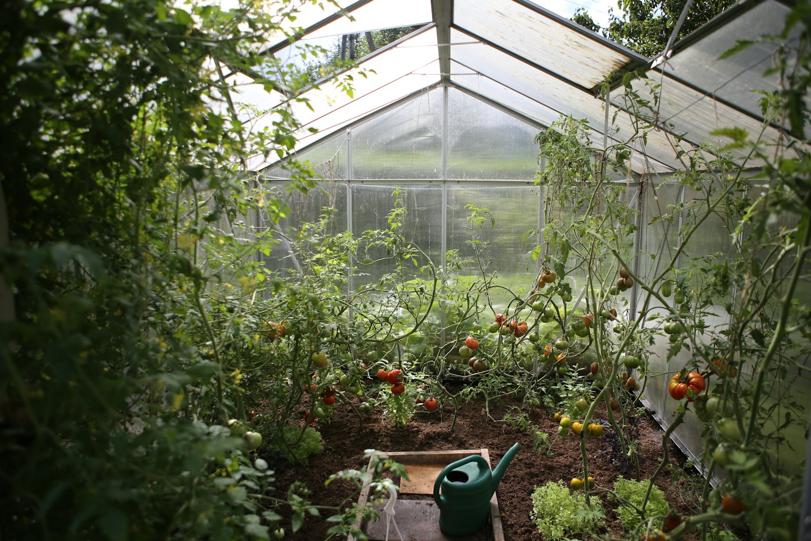Rows of saplings in a nursery