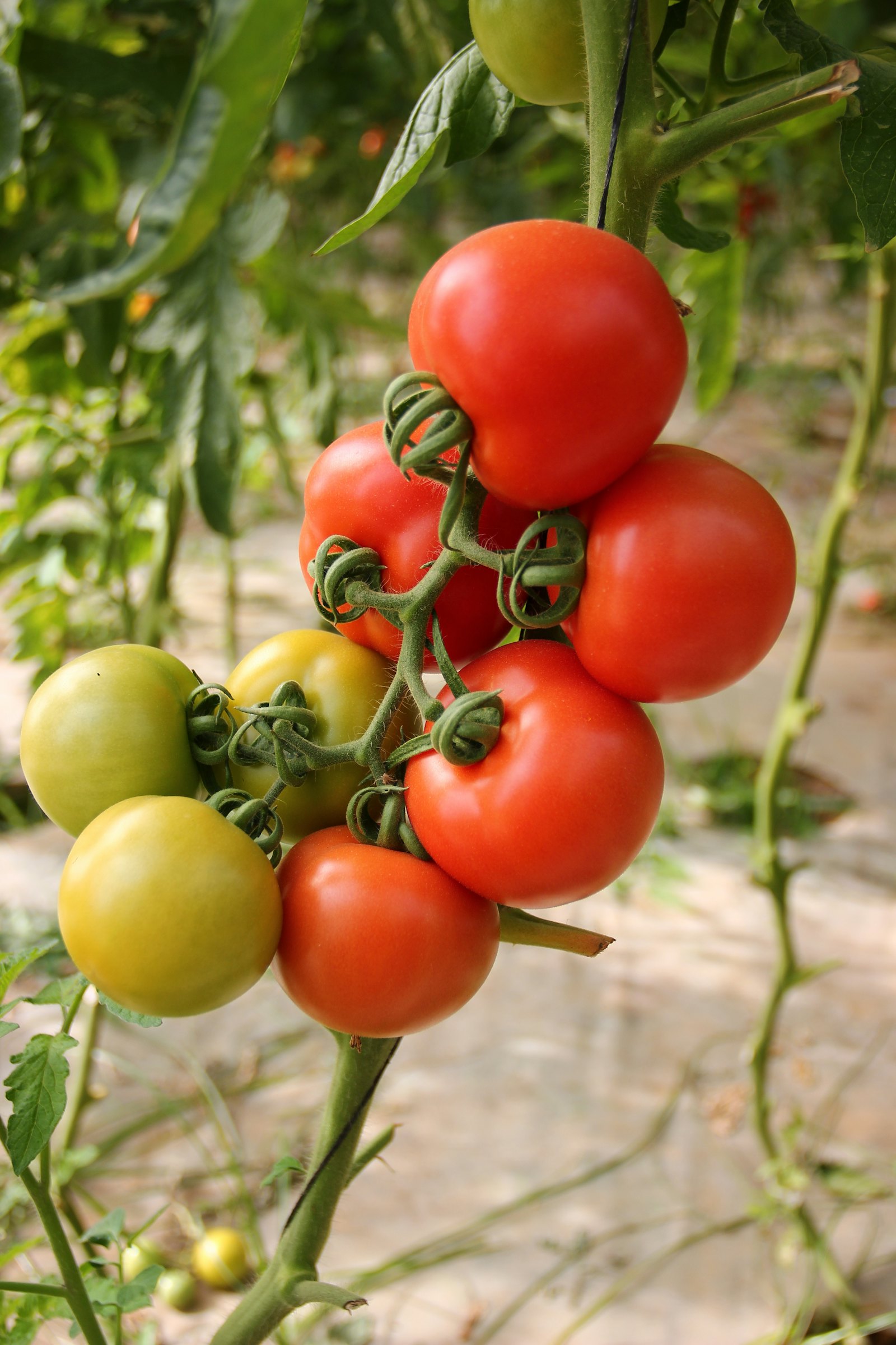 Fresh tomatoes on the vine